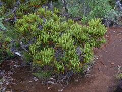 Callitris pancheri