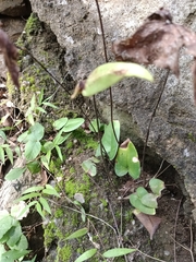 Mickelopteris cordata