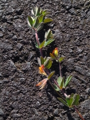 Lotus parviflorus
