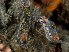 Hypselodoris confetti