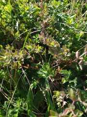 Lotus parviflorus