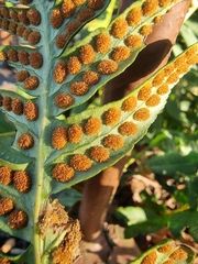Polypodium interjectum