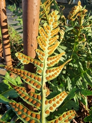 Polypodium interjectum