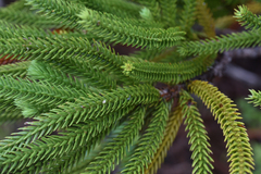 Callitris pancheri