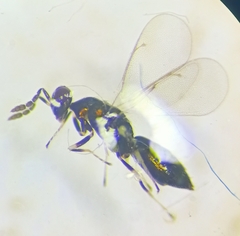 Diglyphus