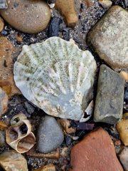 Ostrea edulis