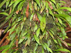 Loxogramme dictyopteris