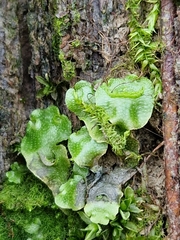 Lunularia cruciata