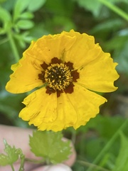 Coreopsis basalis