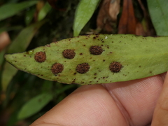 Loxogramme dictyopteris