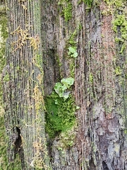 Lunularia cruciata