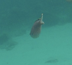 Azurina multilineata