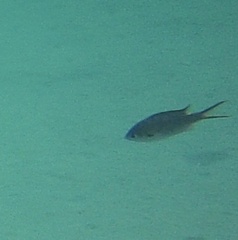 Azurina multilineata