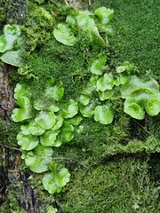 Lunularia cruciata