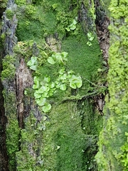 Lunularia cruciata