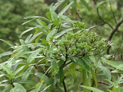 Brachyglottis kirkii