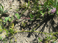 Pelargonium althaeoides