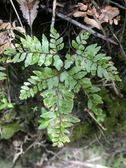 Adiantum fulvum