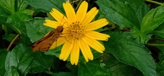 Oriens goloides