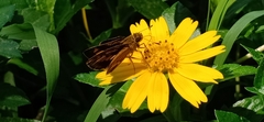 Oriens goloides