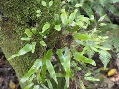 Lygodium articulatum