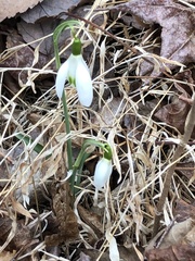 Galanthus