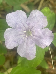 Ruellia ciliosa