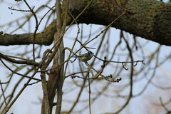Cyanistes caeruleus