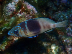 Hypoplectrus puella