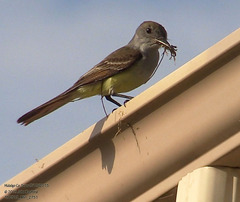 Myiarchus tyrannulus