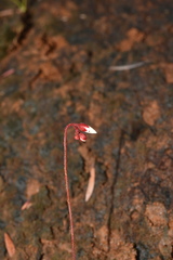 Drosera neocaledonica