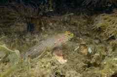 Gobius xanthocephalus