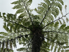Cyathea cunninghamii