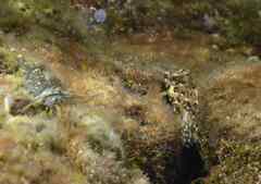 Lipophrys trigloides