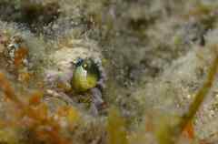 Microlipophrys dalmatinus