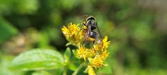 Hoplostelis