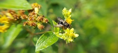 Hoplostelis