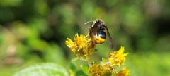 Hoplostelis