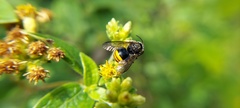 Hoplostelis