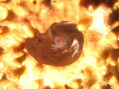 Thaumastocaris streptopus