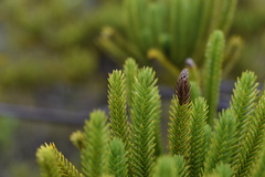 Callitris pancheri