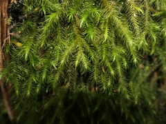 Echinodiopsis hispida