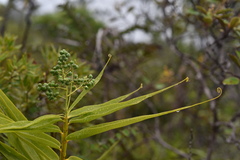 Flagellaria neocaledonica