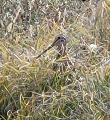 Gallinago magellanica