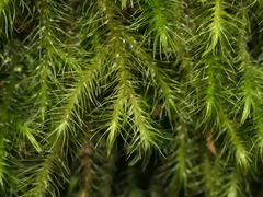 Echinodiopsis hispida