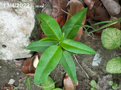 Vallesia