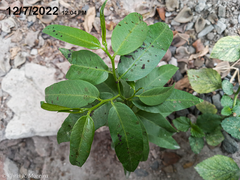 Vallesia
