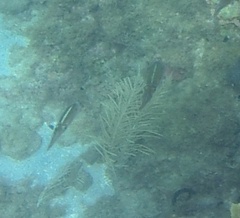 Sepioteuthis sepioidea