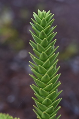 Araucaria muelleri