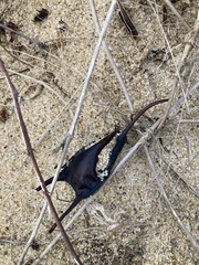 Leucoraja erinaceus